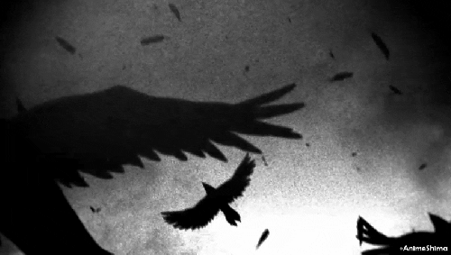 crows