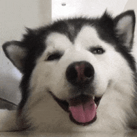 IMG-8994.gif