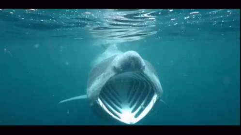 FilceBaskingSHark