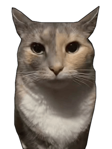 CatStare
