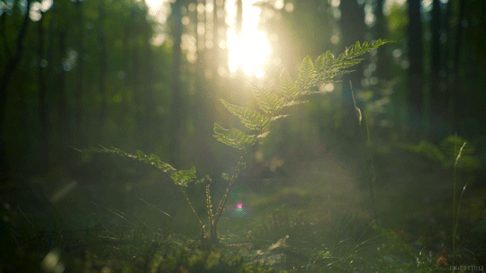 the forest