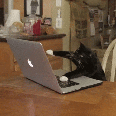 funny cat