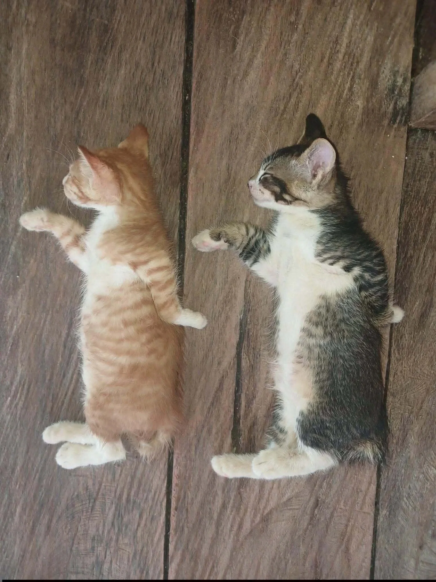 Image of two cats in an Egyptian pose... For those curious people who see what's on Scenario
