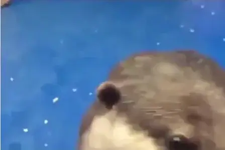 The little motion