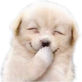 laughing dog gif