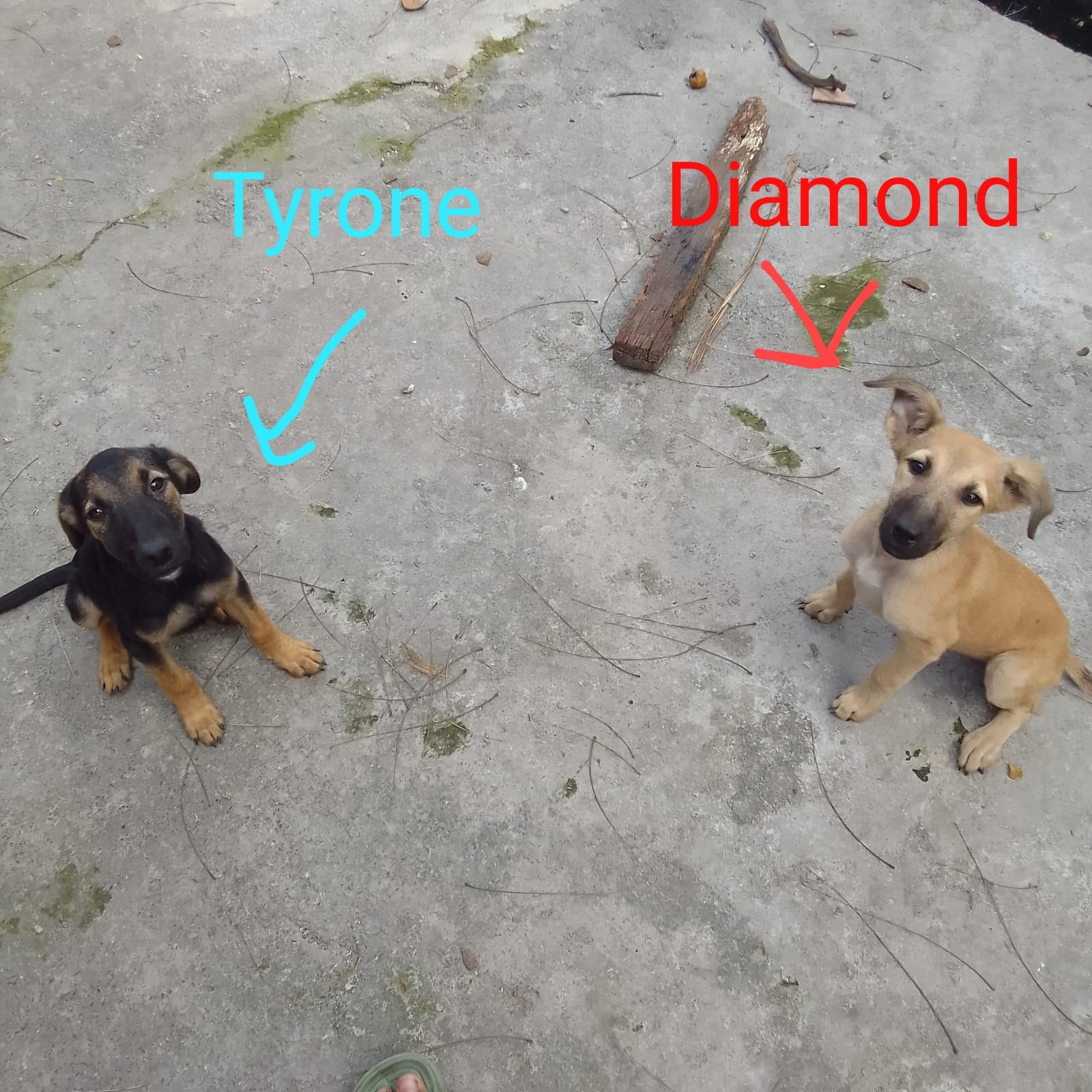 puppy