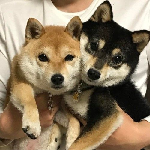 shiba-inus.jpg