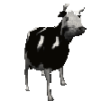 cow