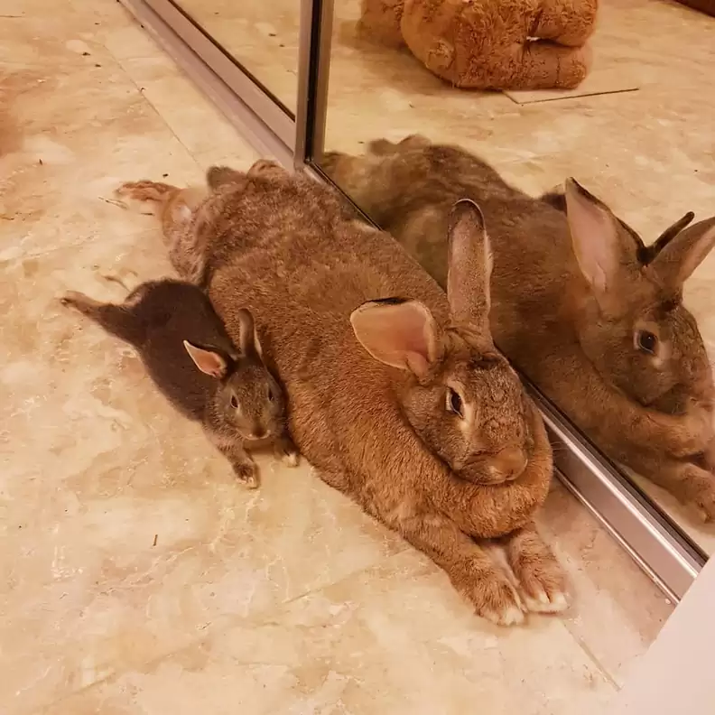 BIG BUNNY GF