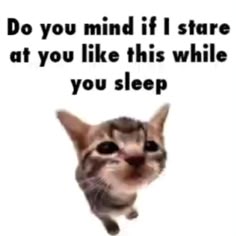 I'll be good I promise! ㅤ ㅤ ㅤ ㅤ ㅤ ㅤ ㅤ ㅤ ㅤ ㅤ #cat #cats #gato #gatito #gatitos #cutecats #funnycats #meme #elgato #elgatito #elgatitolover