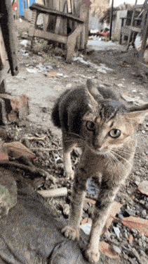 cat