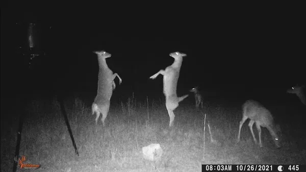 night vision image of two deer caught on a trail camera, standing on their hind legs