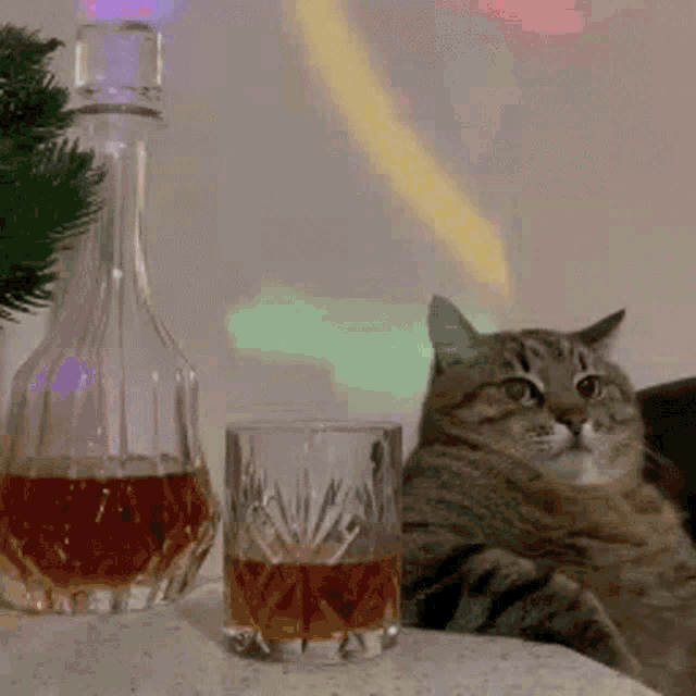 gato