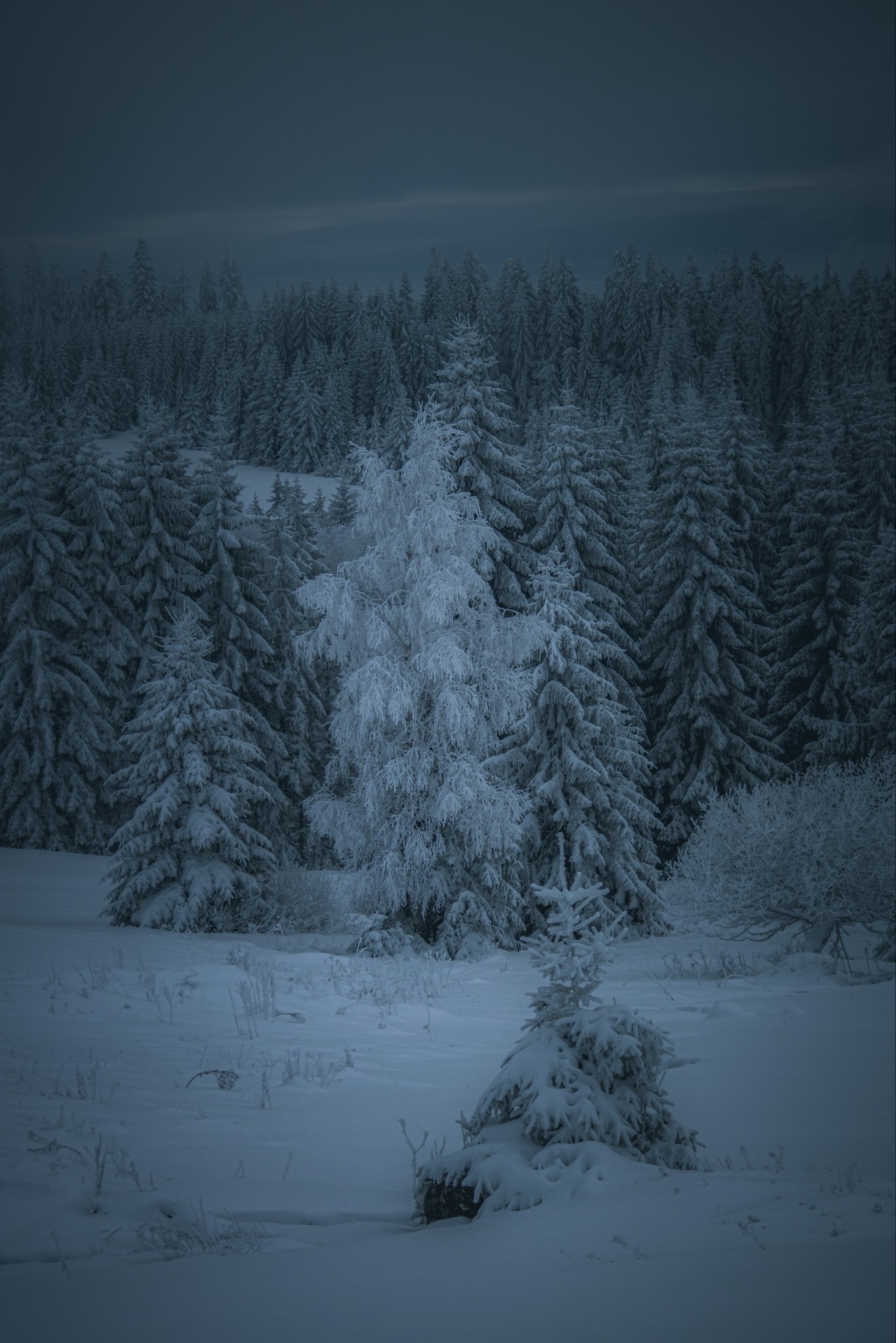 Tumblr_l_1488300382661618