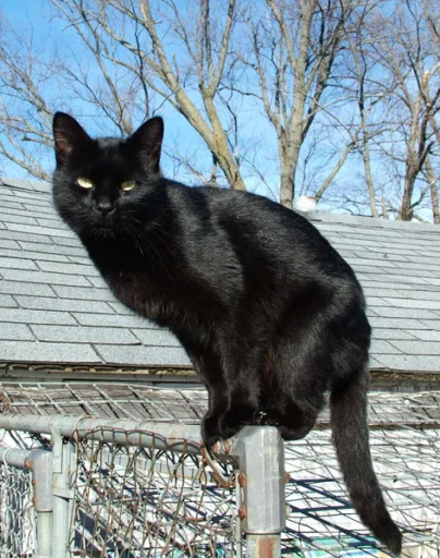 The Cat