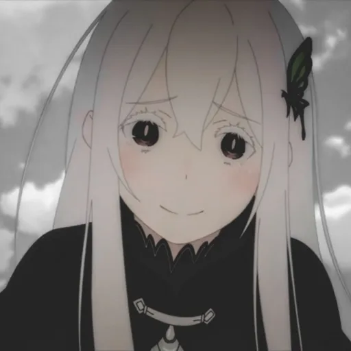 Echidna