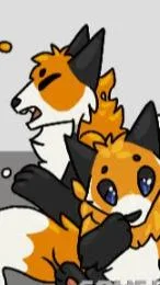 3 foxes
