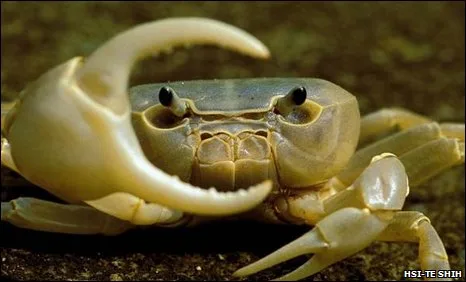 Snib Snib