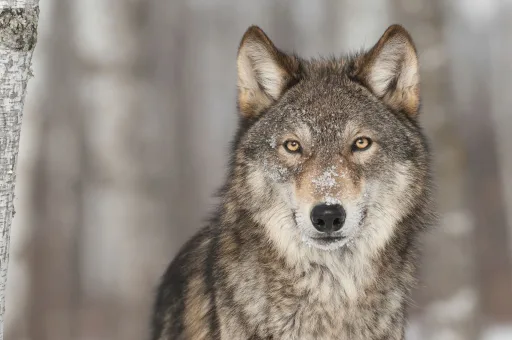 Male wolf