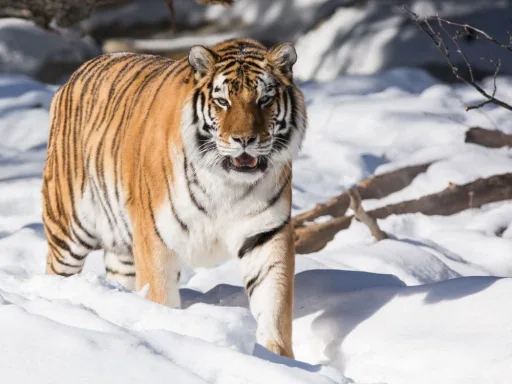 the tiger