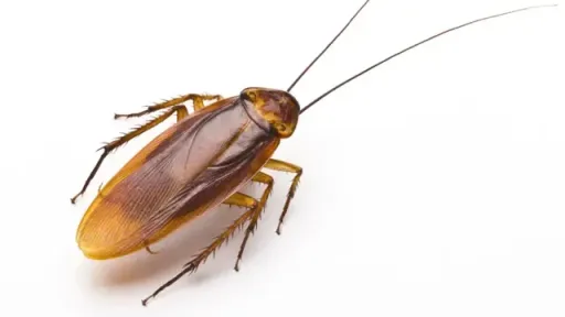 Cockroach