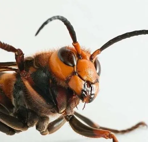 Wasp