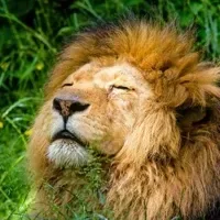 Leo the Lion