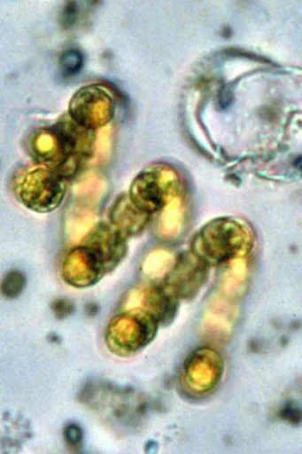 Cyanobacteria