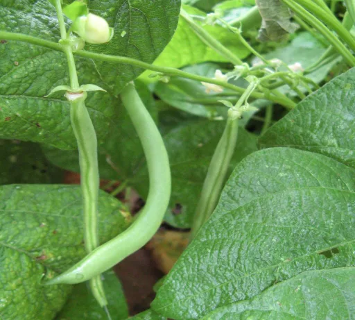 Green Bean