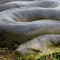 Anaconda