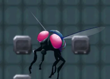 Flies