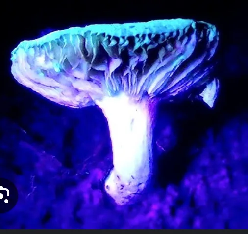 Asterophora Lycoper
