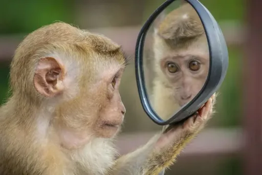 Hype-Monkeys