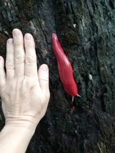 Slugsly