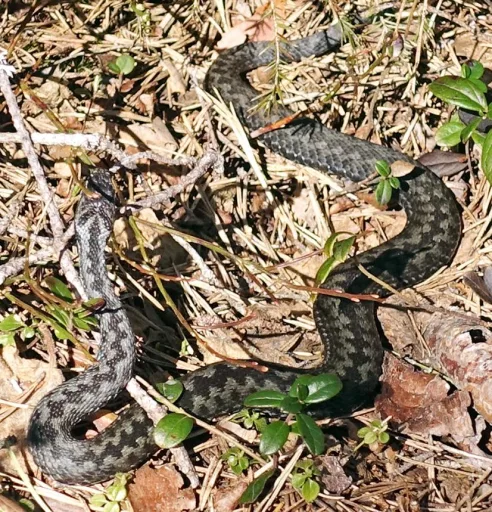 The Snake