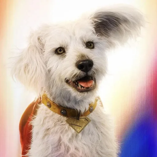 Krypto