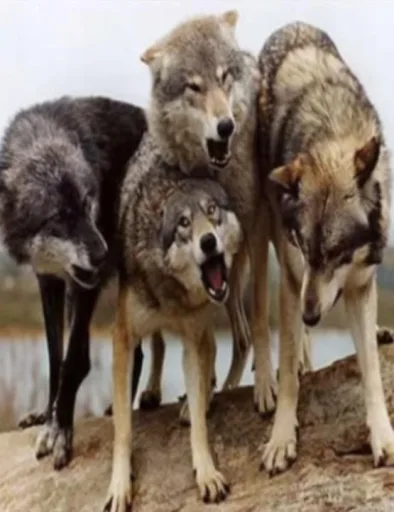 Wolves