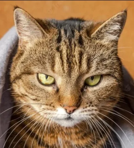 Orange Cat