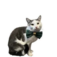 Kitty
