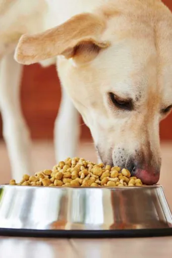 CRUNCHDOG