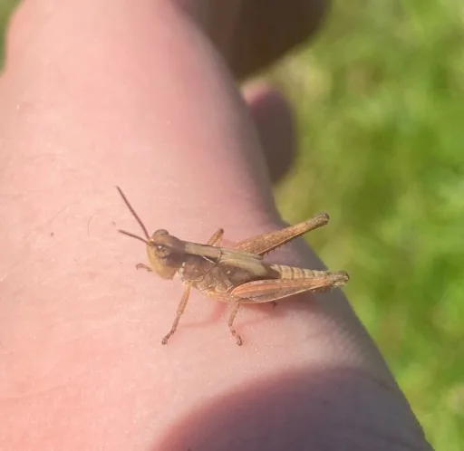 grasshopper nymph