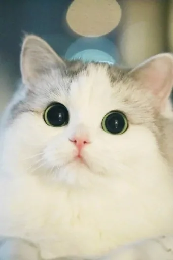 Racist White Cat