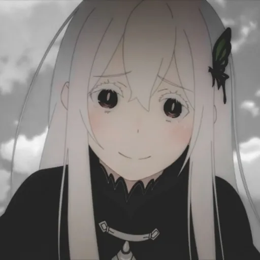 Echidna